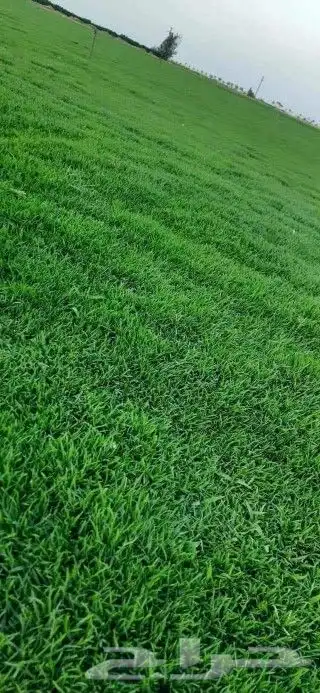 ثيل سي الفين درجه اولى شرط 9