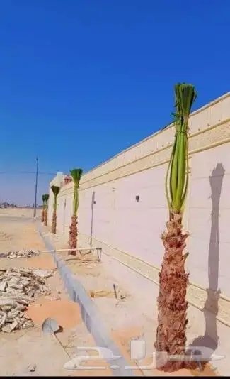 يوجد لدينا جميع انواع النخيل وجميع المقسات المثمره ولواشنطني 3