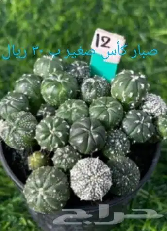 شتلات الزام زام  تايلند مبرقش  مطعمة وموزtaneeوراثةابيض نادر 22