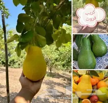 شتلات الزام زام  تايلند مبرقش  مطعمة وموزtaneeوراثةابيض نادر 26