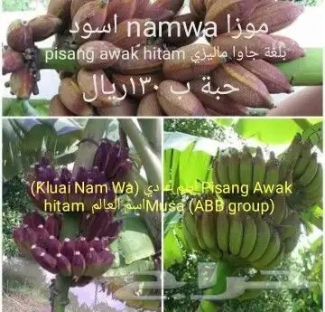 شتلات الزام زام  تايلند مبرقش  مطعمة وموزtaneeوراثةابيض نادر 13