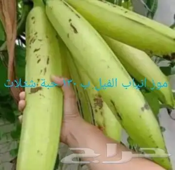 شتلات الزام زام  تايلند مبرقش  مطعمة وموزtaneeوراثةابيض نادر 25