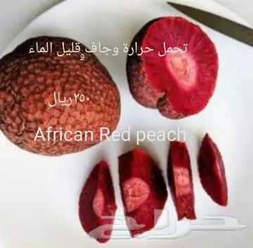 شتلات الزام زام  تايلند مبرقش  مطعمة وموزtaneeوراثةابيض نادر 32