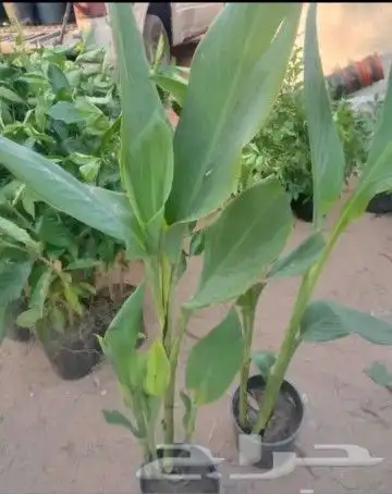 زراعه الورد الطبيعى والتيل الطبيعى 5