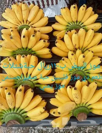 شتلات الزام زام  تايلند مبرقش  مطعمة وموزtaneeوراثةابيض نادر 24