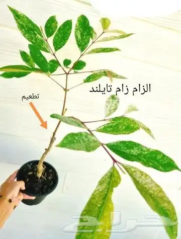 شتلات الزام زام  تايلند مبرقش  مطعمة وموزtaneeوراثةابيض نادر 0