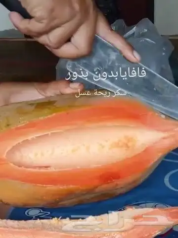 شتلات الزام زام  تايلند مبرقش  مطعمة وموزtaneeوراثةابيض نادر 29