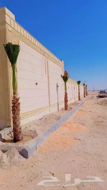 يوجد لدينا جميع انواع النخيل وجميع المقسات المثمره ولواشنطني 2