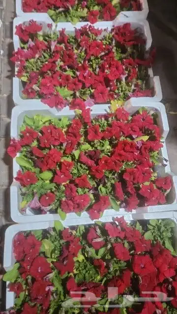 تنسيق حدائق 5