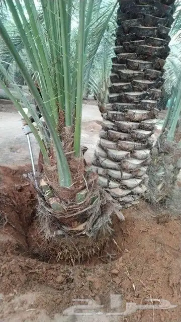 يوجد لدينا جميع انواع النخيل وجميع المقسات المثمره ولواشنطني 0