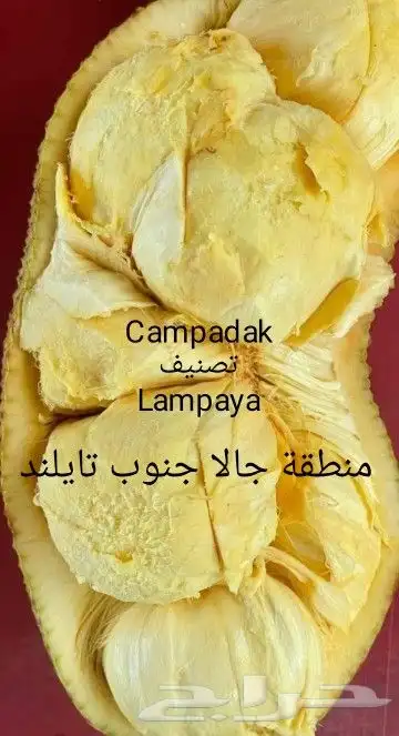 شتلات الزام زام  تايلند مبرقش  مطعمة وموزtaneeوراثةابيض نادر 47