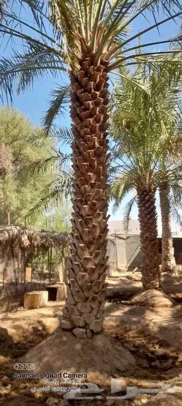 زراعه نخيل 7