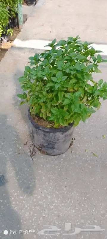 تنسيق حدائق 8