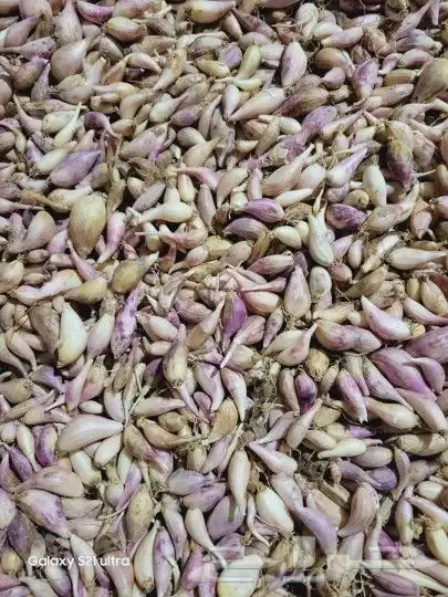 ثوم ذكر يمني عسل سدر عصيمي للوز البلدي خولاني زبيب 4