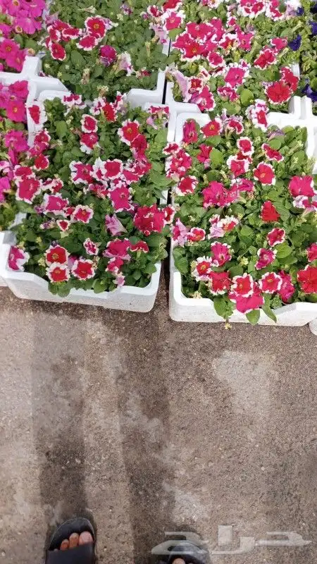تنسيق حدائق 3