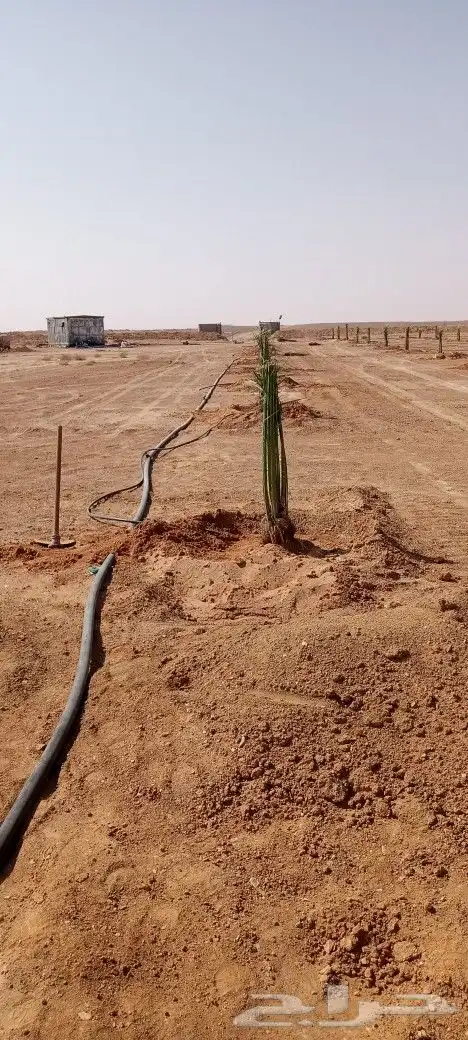 لأ اعمال النخيل والشبوك 1