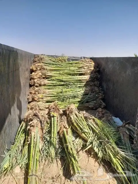 يوجد لدينا جميع انواع النخيل وجميع المقسات المثمره ولواشنطني 6