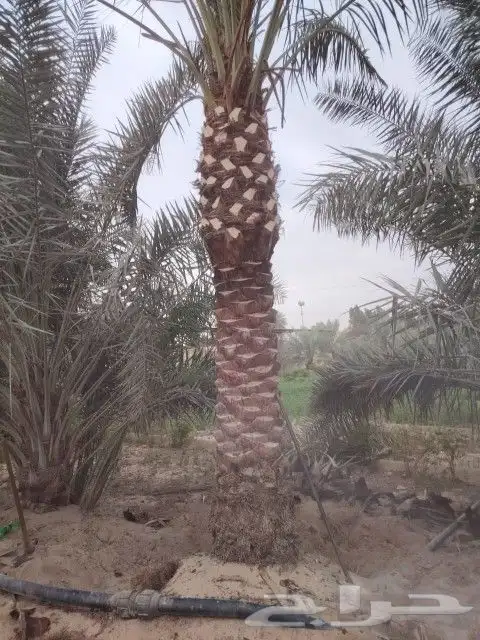 زراعه نخيل 5