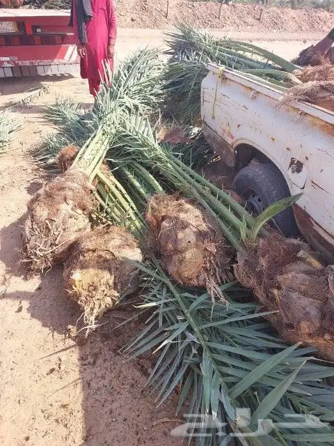 ابو عبدالله لتوريد جميع انواع النخيل سعر مناسب 2