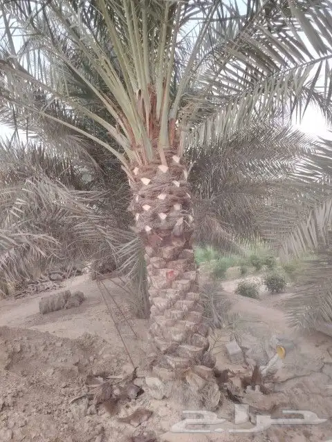 زراعه نخيل 8