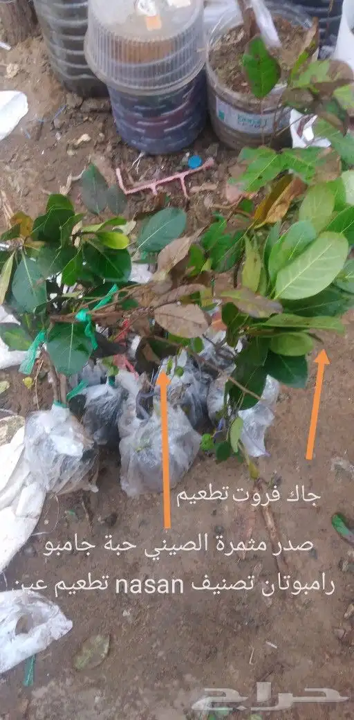 شتلات الزام زام  تايلند مبرقش  مطعمة وموزtaneeوراثةابيض نادر 5