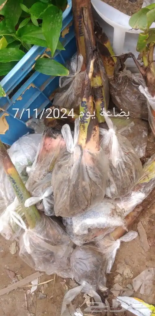 شتلات الزام زام  تايلند مبرقش  مطعمة وموزtaneeوراثةابيض نادر 7