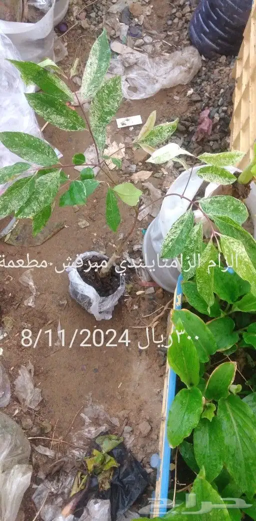 شتلات الزام زام  تايلند مبرقش  مطعمة وموزtaneeوراثةابيض نادر 2