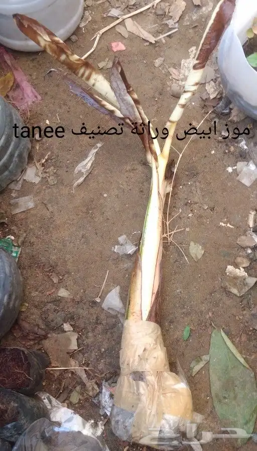 شتلات الزام زام  تايلند مبرقش  مطعمة وموزtaneeوراثةابيض نادر 4