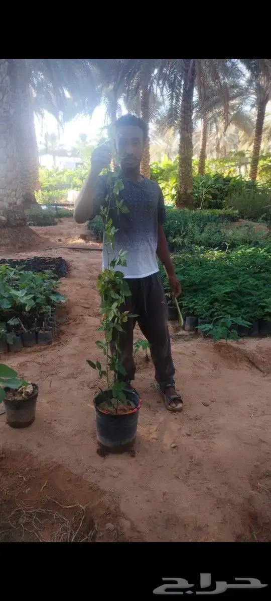 توت البلاك بيري او توت العليق 0