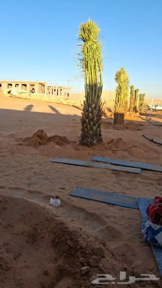 سكري إخلاص 8