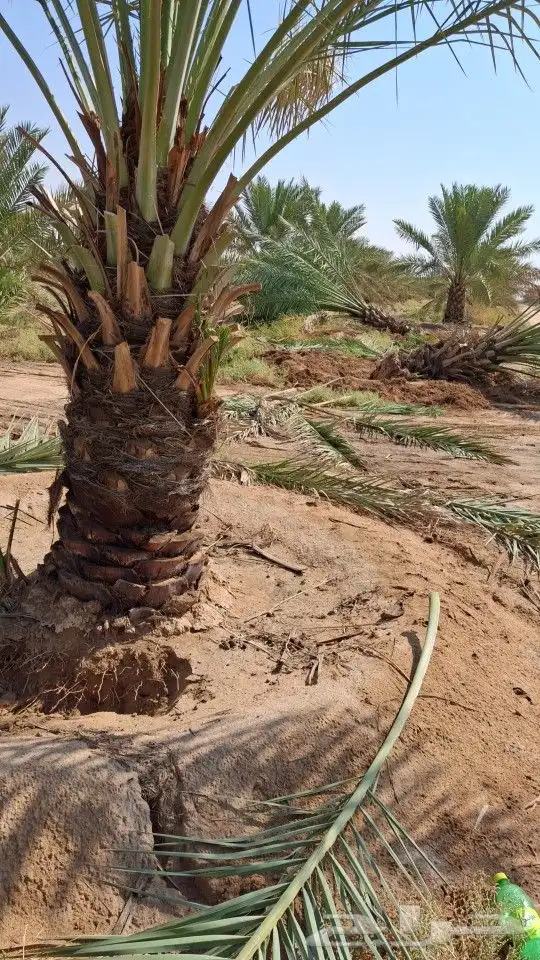 سكري إخلاص 0