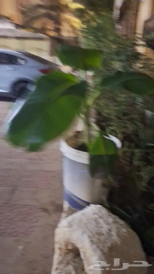 شتلات للبيع وقطع صبار 14