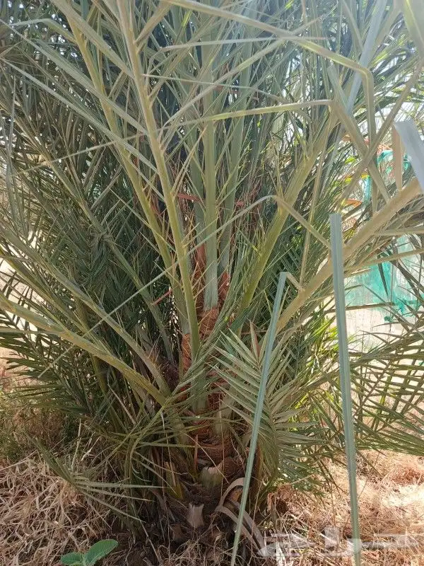 نخل وجثايث القصيم اسرنامعقوله 3
