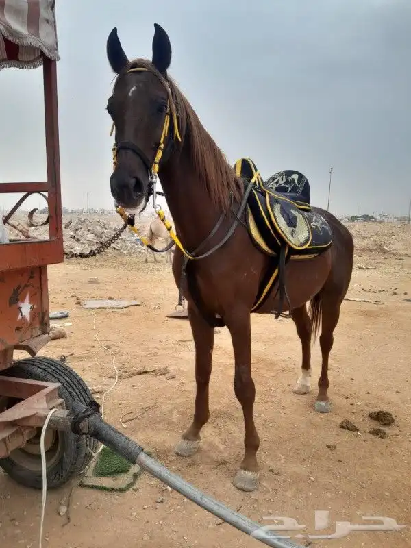 اجار خيول ساعه يوم ذايد دبابات جمال 0