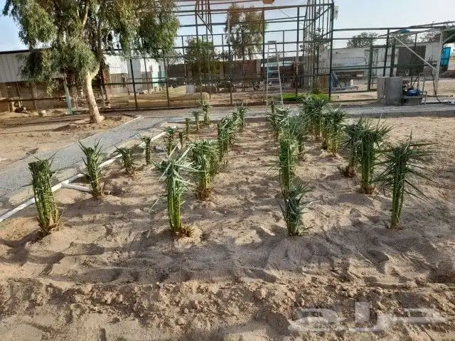 يوجد لدينا جميع انواع النخيل وجميع المقسات المثمره ولواشنطني 4