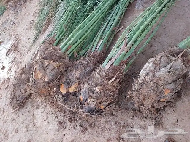 ابو عبدالله لتوريد جميع انواع النخيل سعر مناسب 3