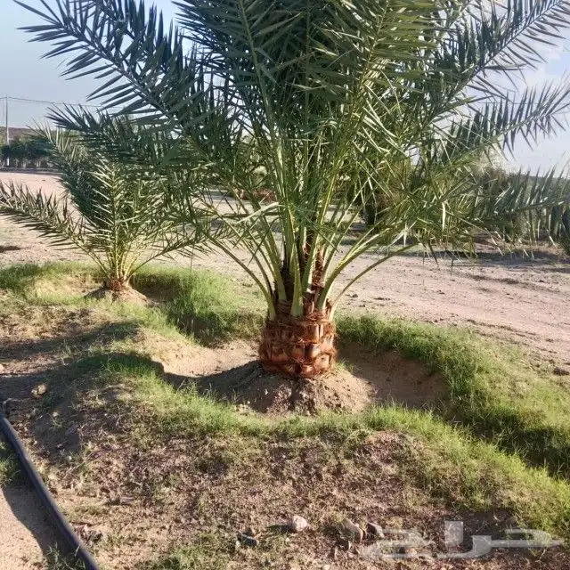 يوجد لدينا جميع انواع النخيل وجميع المقسات المثمره ولواشنطني 5