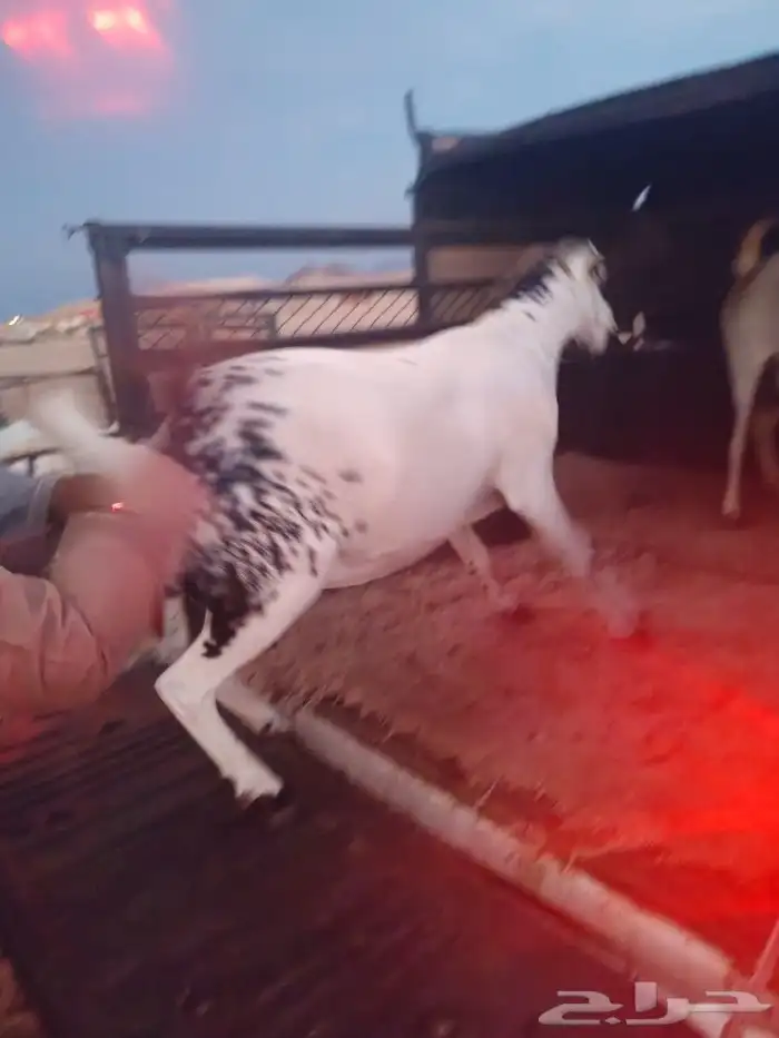 نقل وتوصيل كافه المشاوير إلى جميع أنحاء المملكة 0