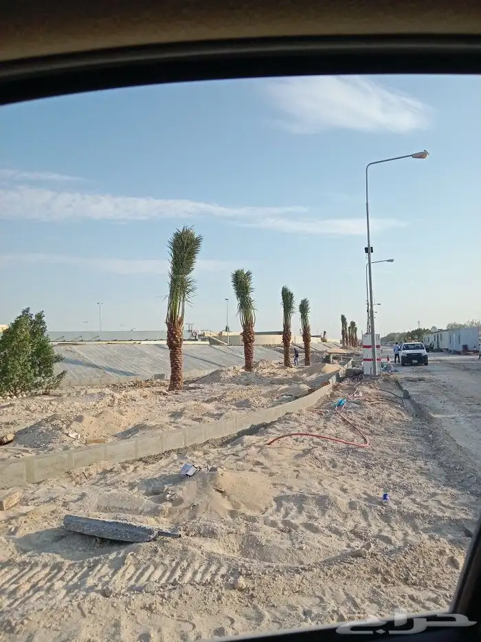 زراعه نخيل 2