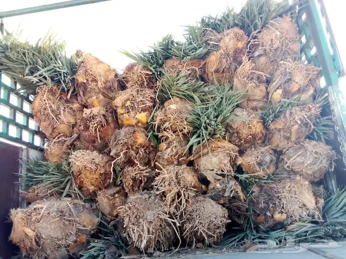 ابو عبدالله لتوريد جميع انواع النخيل سعر مناسب 0