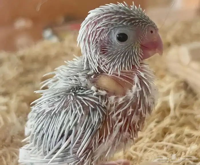 صوره بارتوليت 1