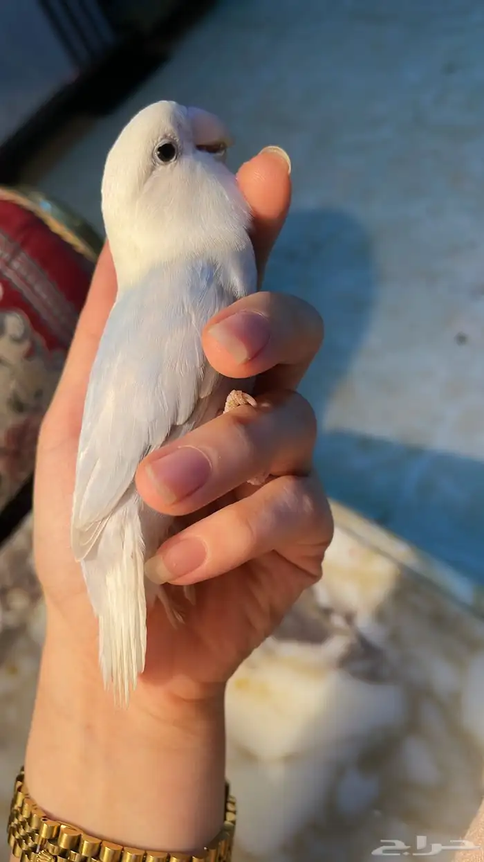 للبيع ببغاء الروز الاليف مناسب للاطفال 7