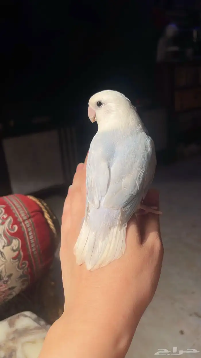 للبيع ببغاء الروز الاليف مناسب للاطفال 0