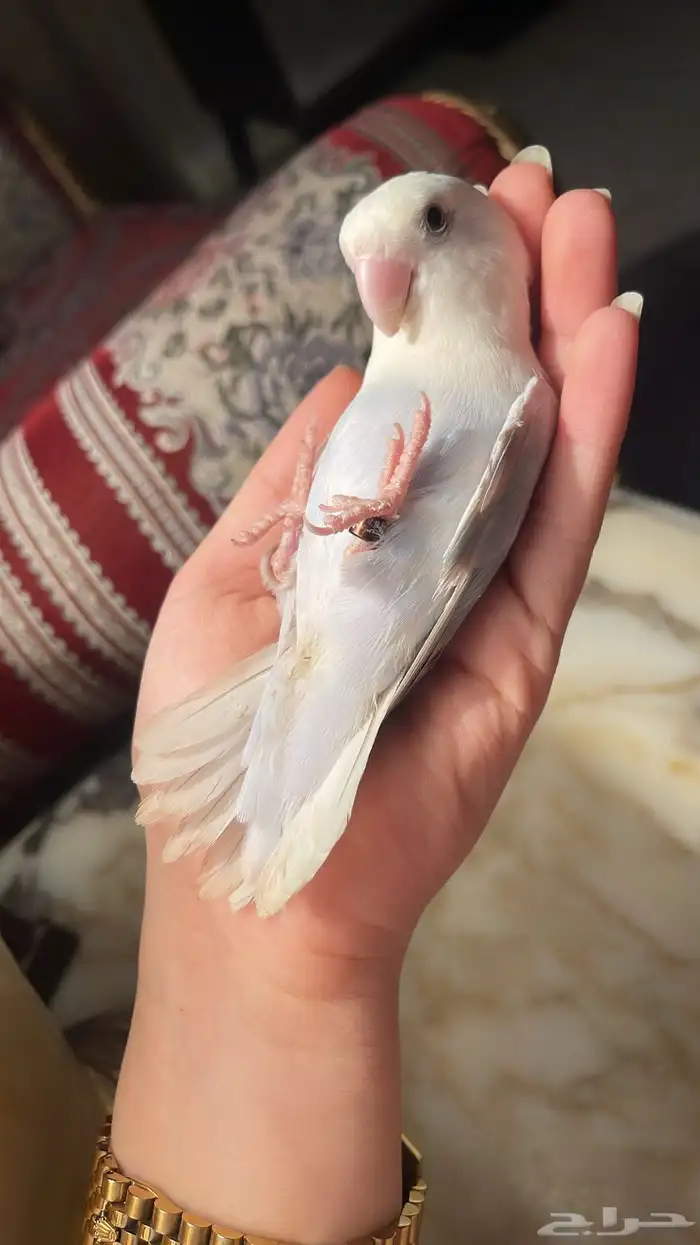 للبيع ببغاء الروز الاليف مناسب للاطفال 2