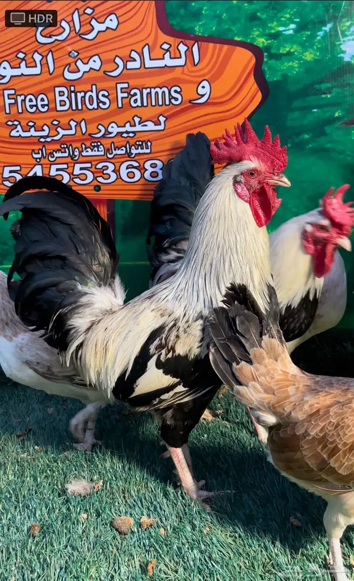 دجاج عربي اصيل ترثه 4