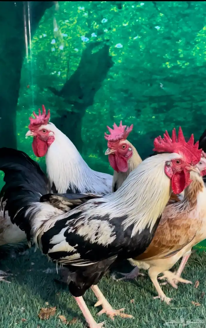 دجاج عربي اصيل ترثه 0