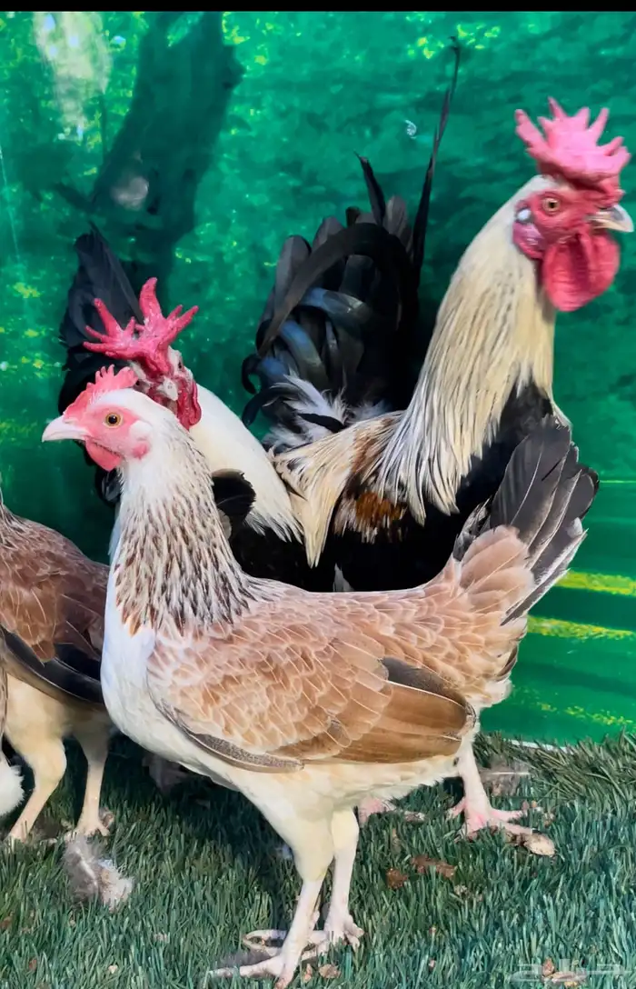 دجاج عربي اصيل ترثه 8