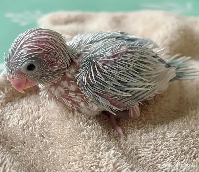 صوره بارتوليت 2