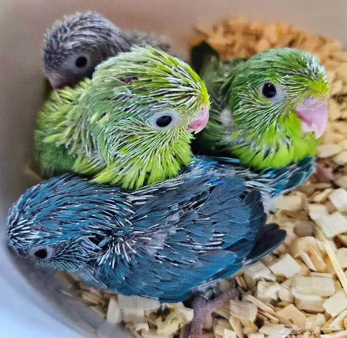 صوره بارتوليت 6