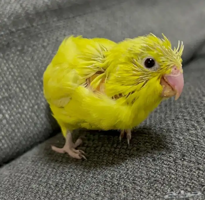 صوره بارتوليت 4